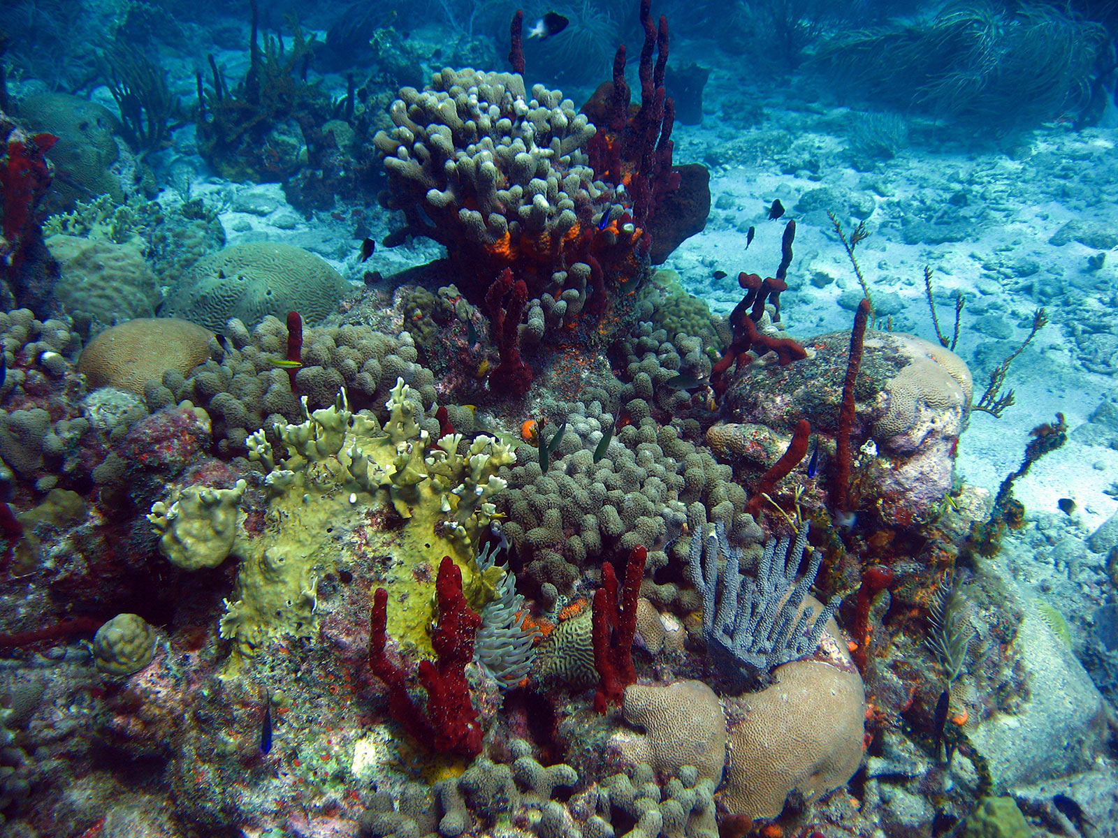Récifs - Coraux, éponges et gorgones