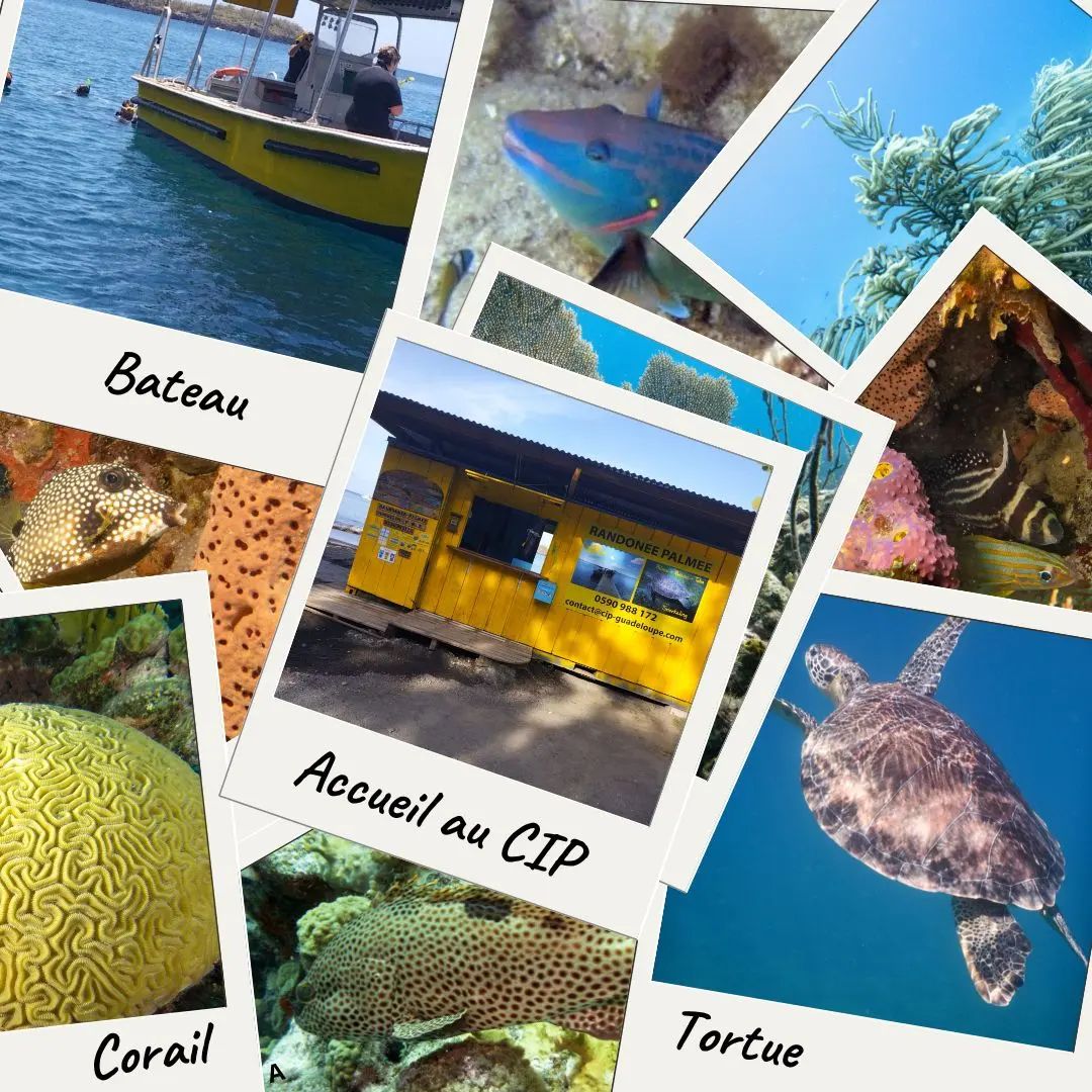 CIP Guadeloupe - les fonds marins de la réserve Cousteau