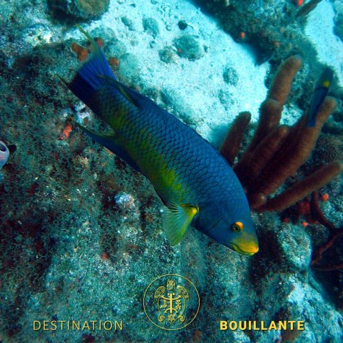 fonds-marins03