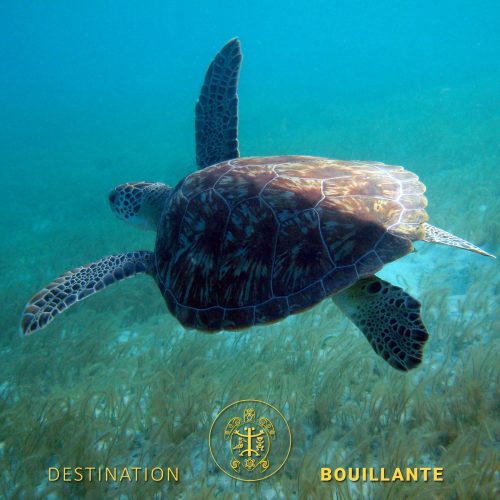 Plongée et snorkeling