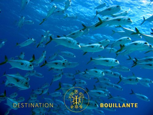 Banc de carangues - Ilets Pigeon