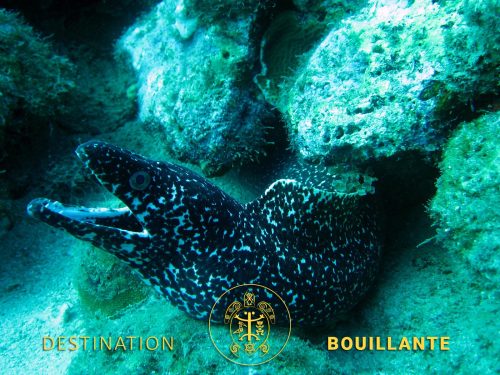 Murène noire - Réserve Cousteau