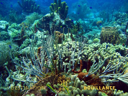 Récifs coralliens - Réserve Cousteau