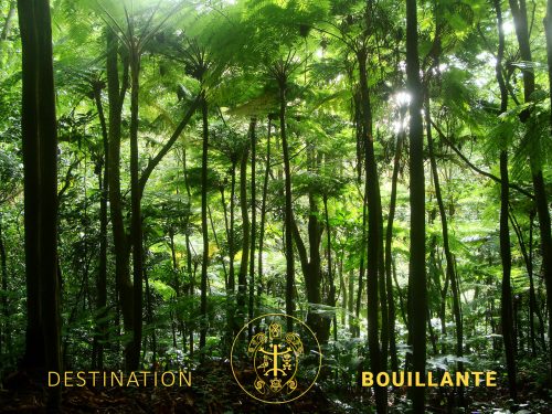 Forêt tropicale de Bouillante
